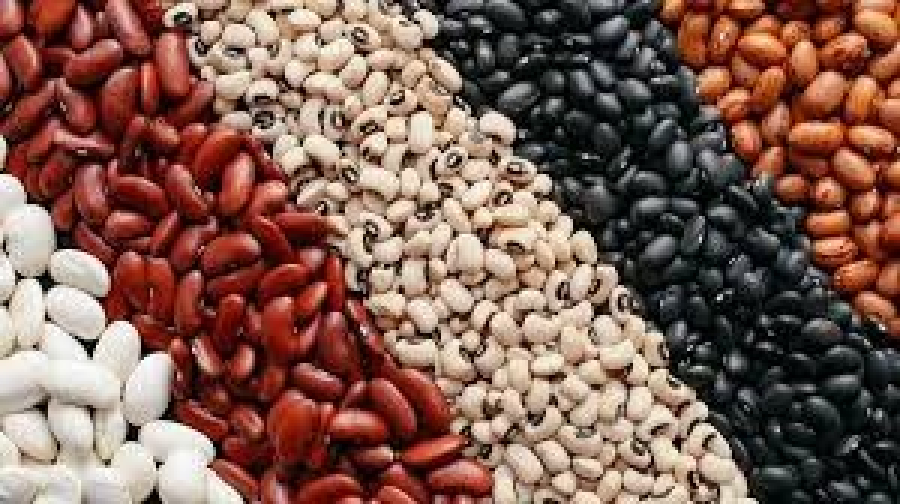 FEIJÃO/CEPEA: Preços registram movimentos distintos dentre as regiões