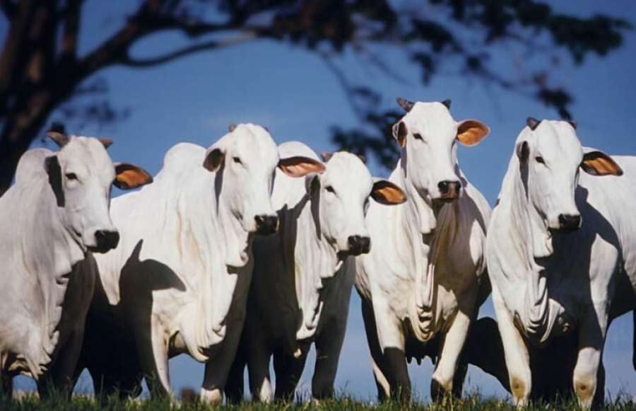 Já está disponível no site do Cepea o relatório de Custos de Produção Pecuário