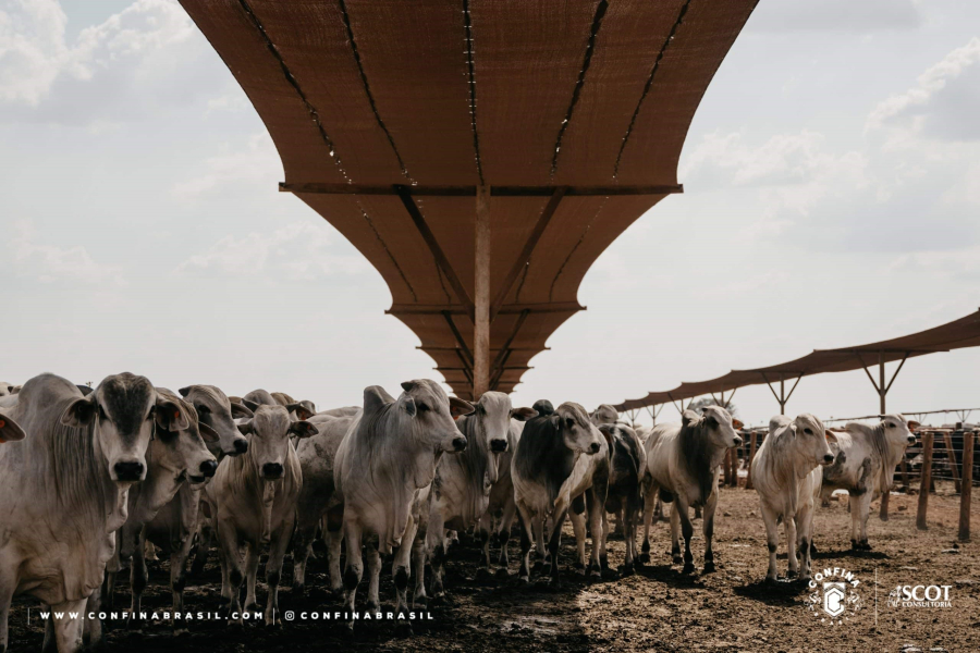 CONFINAMENTO/CEPEA: Abates programados para início de 2026 devem ter retorno positivo