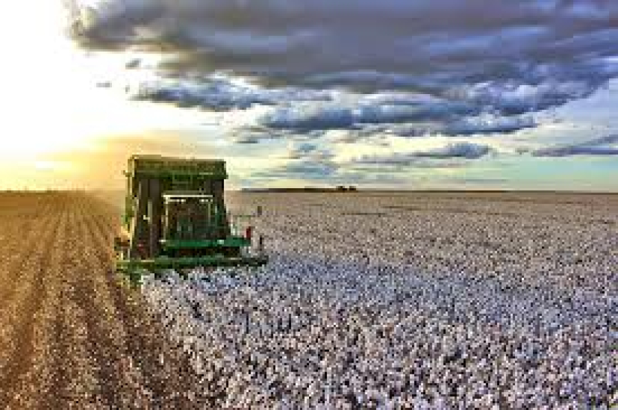 ALGODÃO/CEPEA: Liquidez diminui no spot